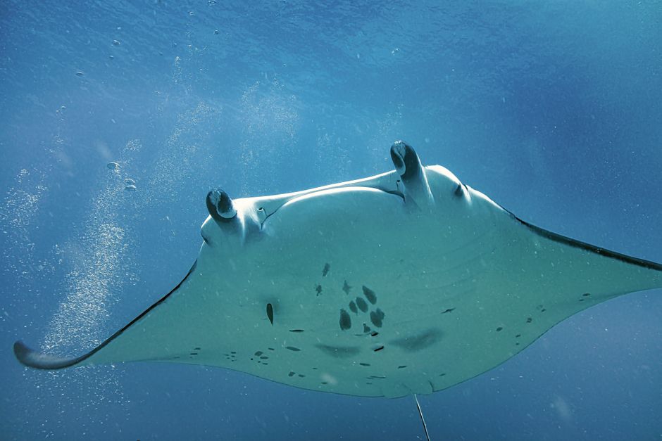 A swimmer snorkeling alongside a majestic manta ray in the clear waters of the Maldives.