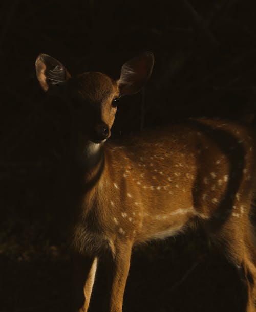 Free stock photo of animal portrait, baby deer, deer