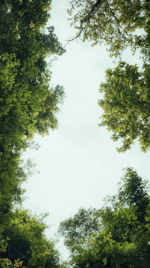 Free Looking up at a lush, verdant forest canopy with a tranquil clear sky above, capturing nature's beauty. Stock Photo