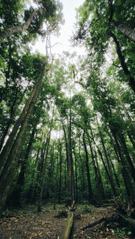 Experience the serenity of a deep, lush forest with towering green trees.