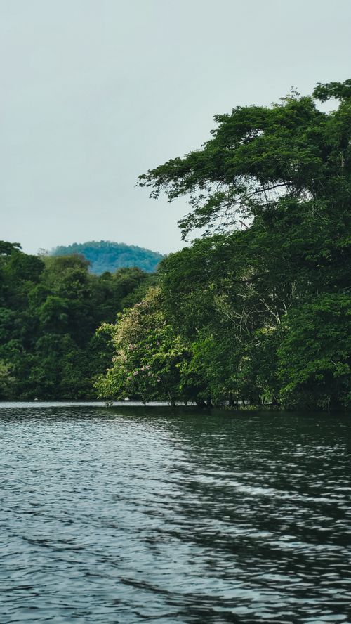 Free Serene view of a river surrounded by dense forest with lush green trees and distant hills. Stock Photo
