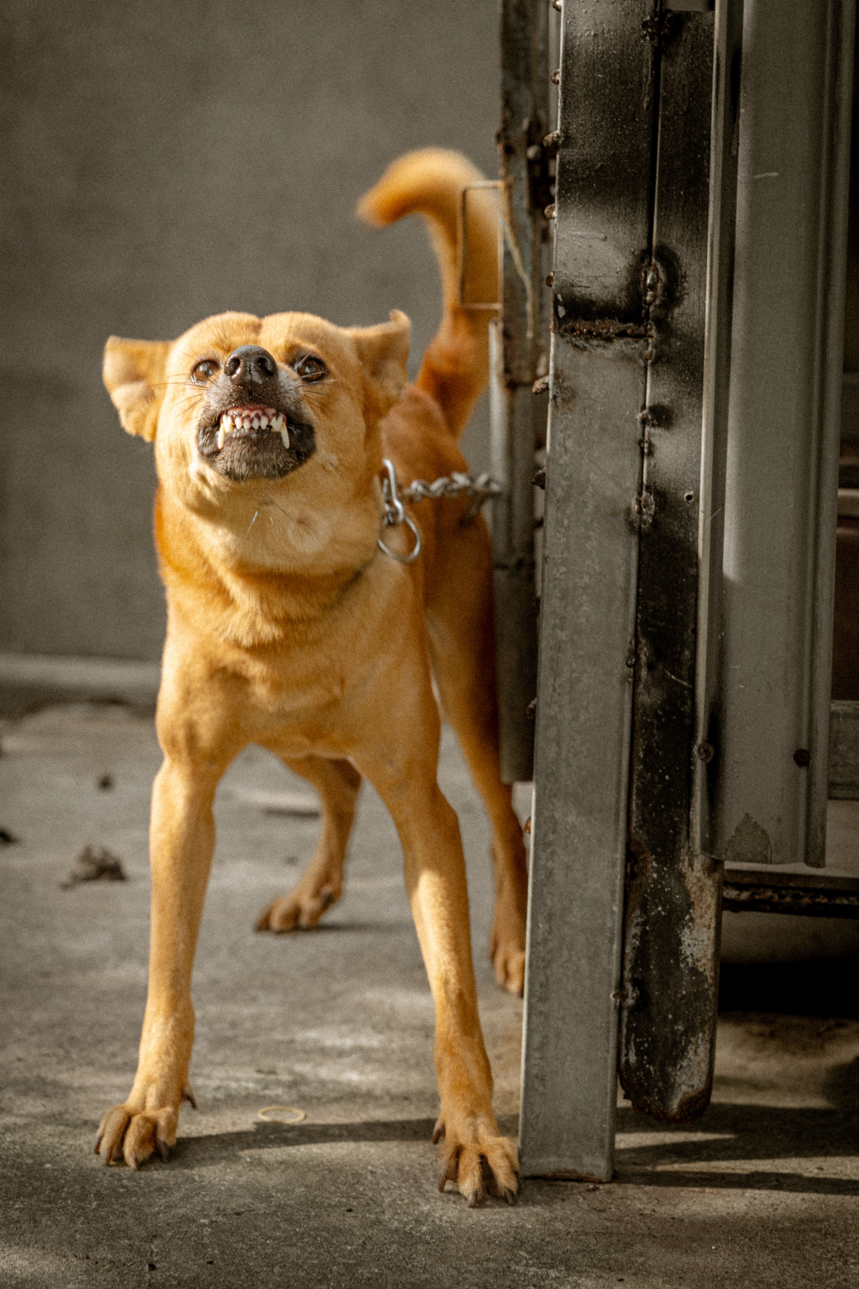 Silent Threat: Unpacking the Dangers of Pet Dehydration Amidst Nigeria's Heatwaves