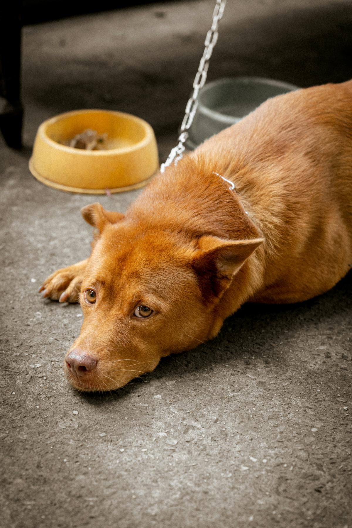 Camera d’albergo per una vacanza con il cane, con cuccia e ciotole