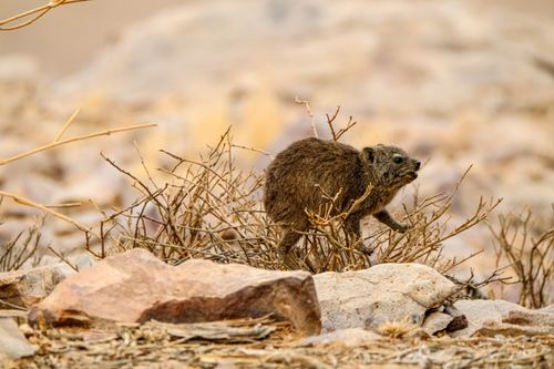 Free A rock hyrax in its natural desert habitat, surrounded by stones and dry vegetation. Stock Photo