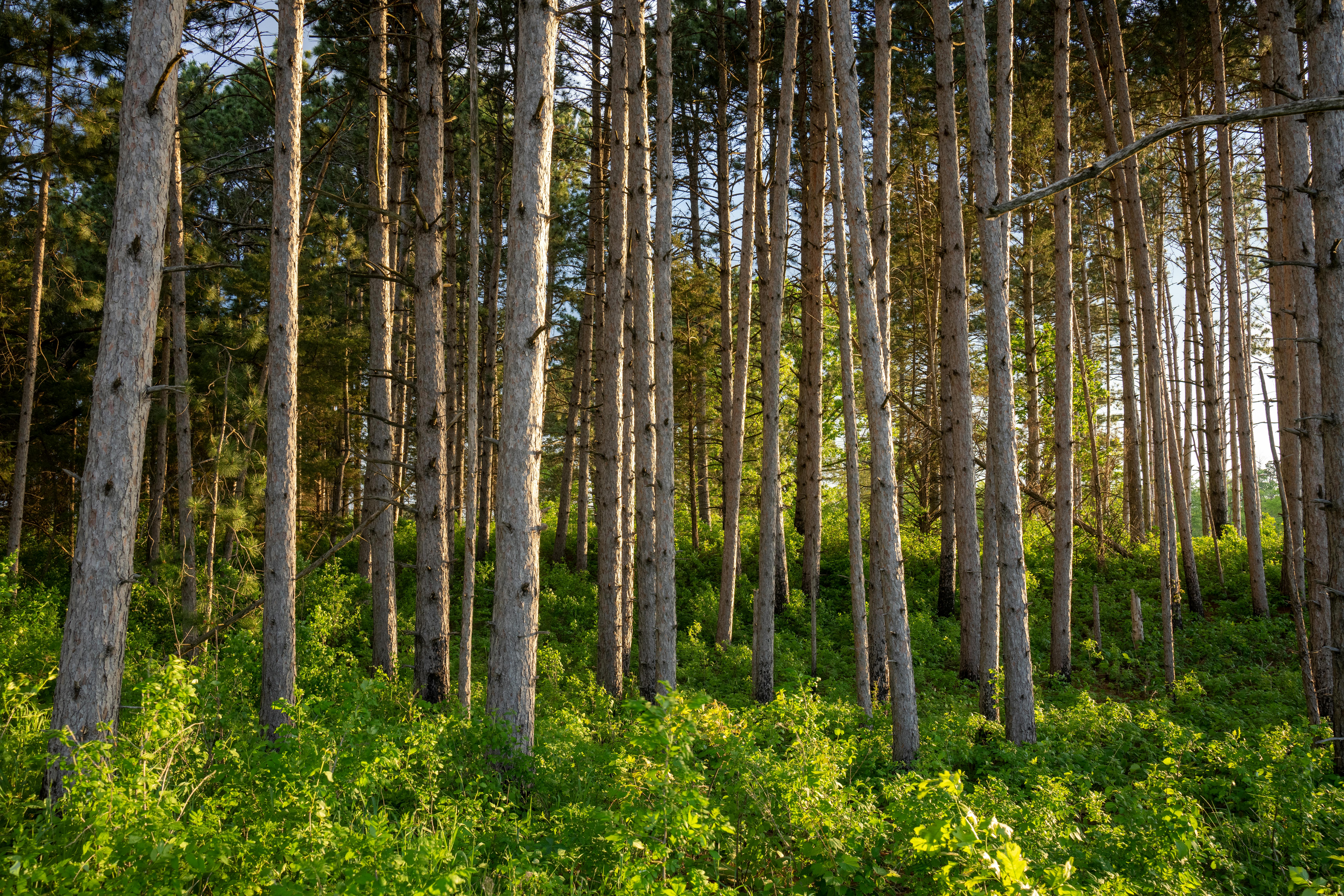 Keeping Our Focus On Forest Health, Watershed Protection, Homeowners Insurance, Federal Funding Help — Photo by Tom Fisk on P