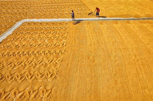 Foto profissional grátis de agricultura, agricultura rural, aldeia