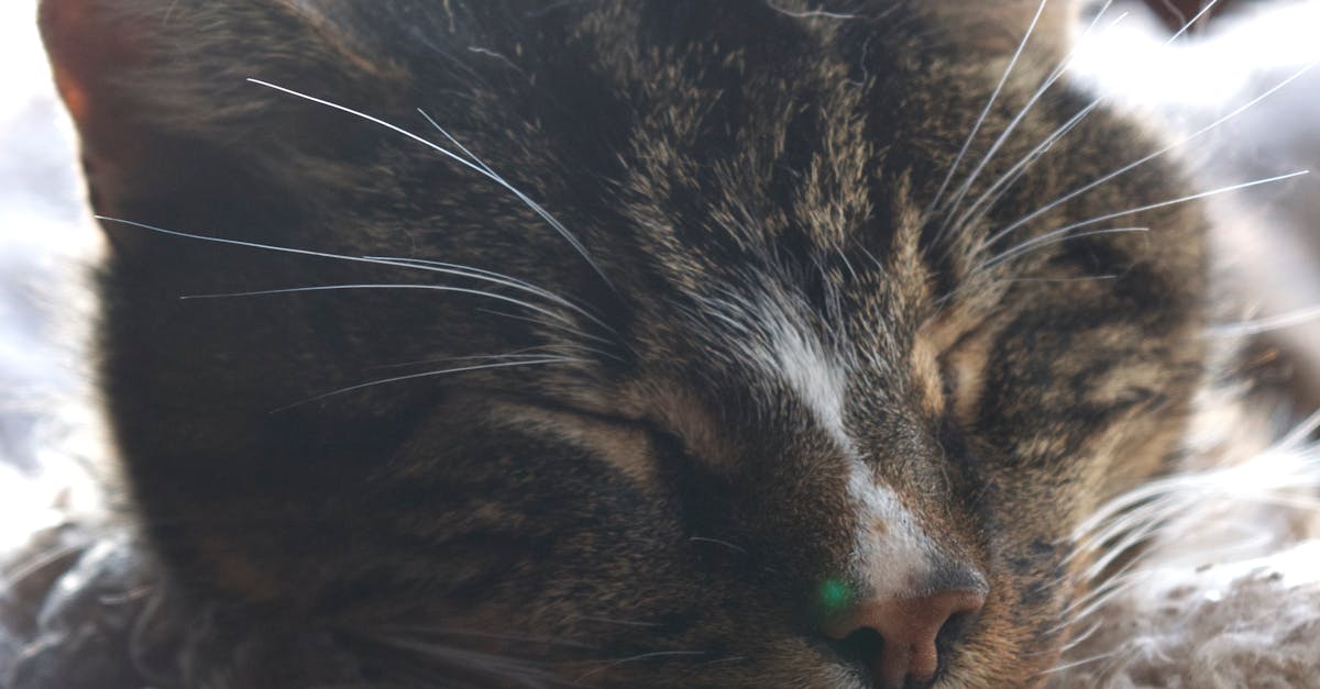 Free stock photo of animal portrait, cat, close -up