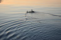 日落时分，鸭子在平静的湖面上跟在母亲身后游动，身后泛起美丽的涟漪