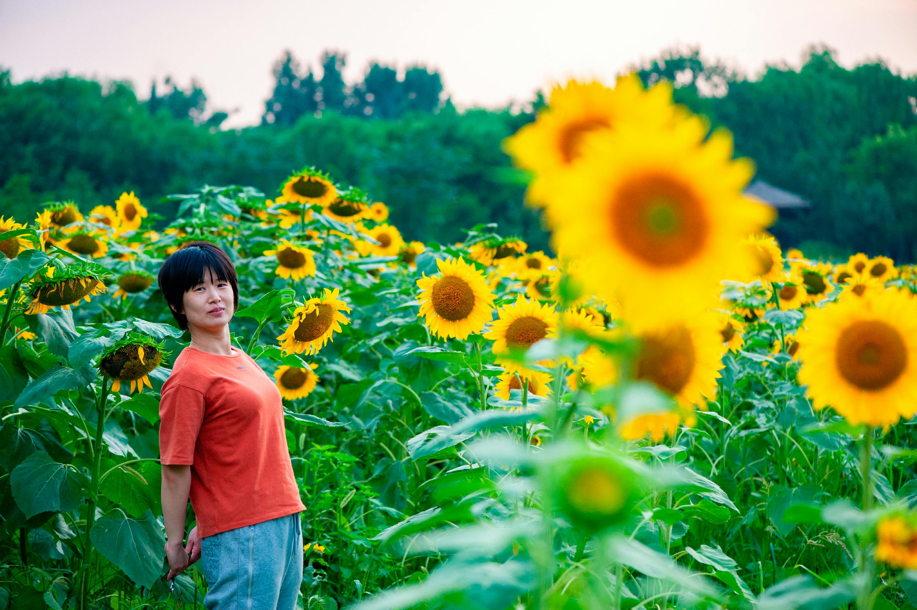 Little Girl with Sunflower in a Sunflower Field Free Stock Photo | picjumbo