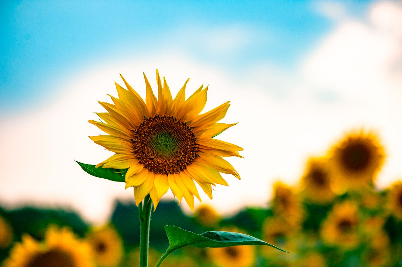 bright sunflower in foreground with a lush field under a clear sky