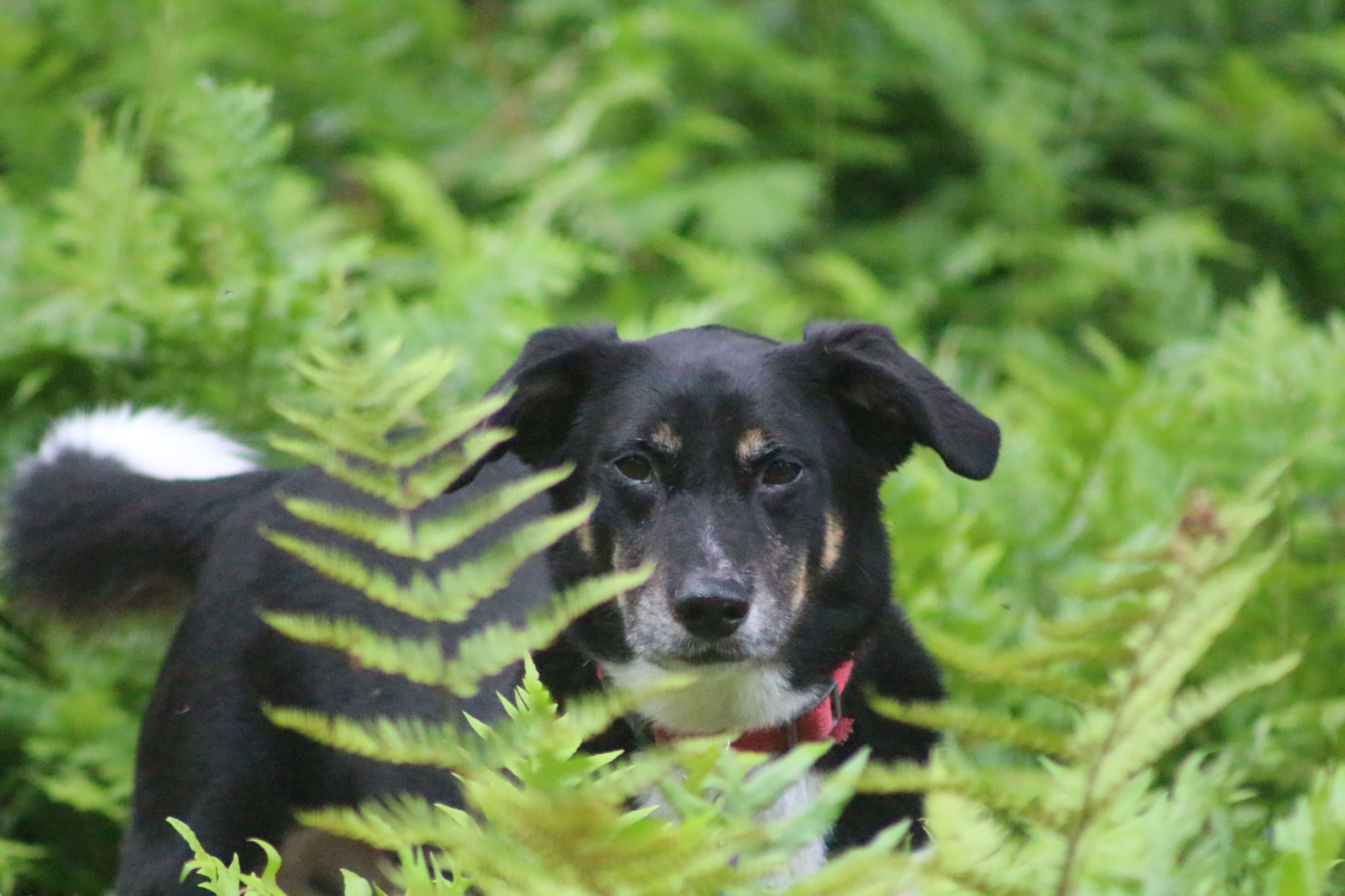 Foto Stok Gratis Tentang Anjing Anjing Hitam Dan Putih Anjing