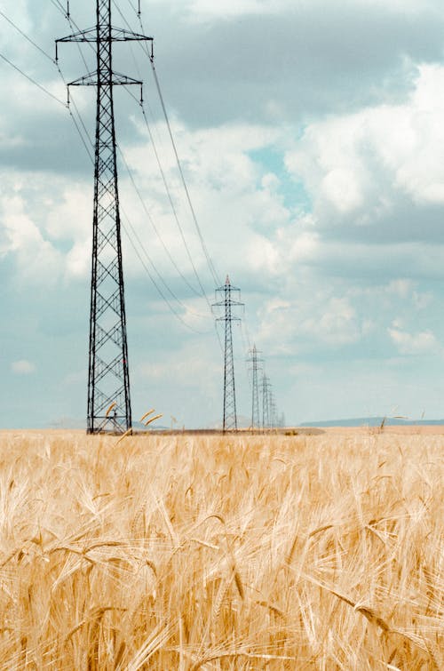 Free Photo of Wheat Field During Daytime Stock Photo