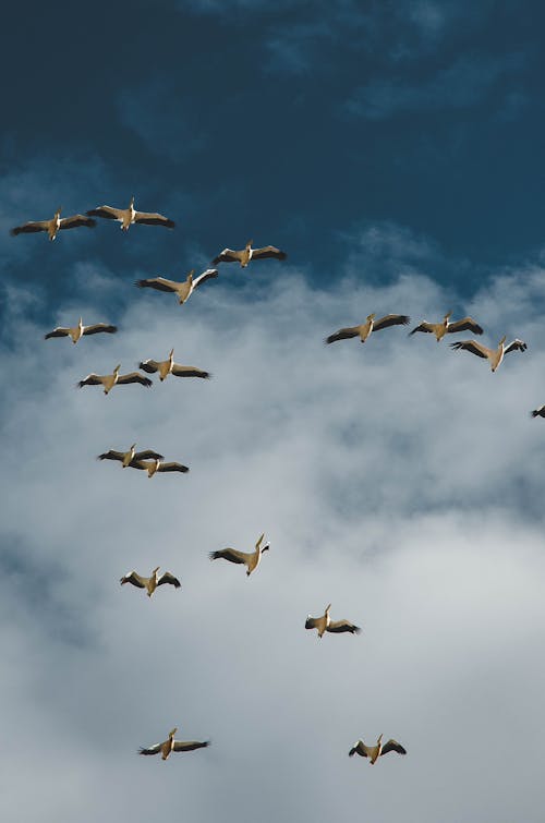 Foto d'estoc gratuïta de ocells, volant