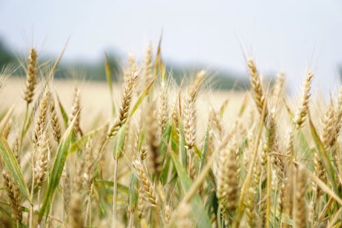 麦畑のセレクティブフォーカス写真