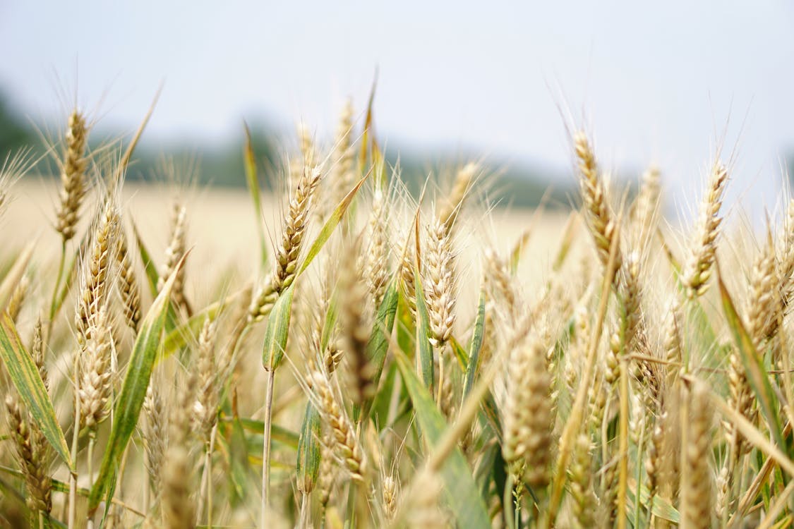 бесплатная Селективная фокусировка пшеничного поля Стоковое фото