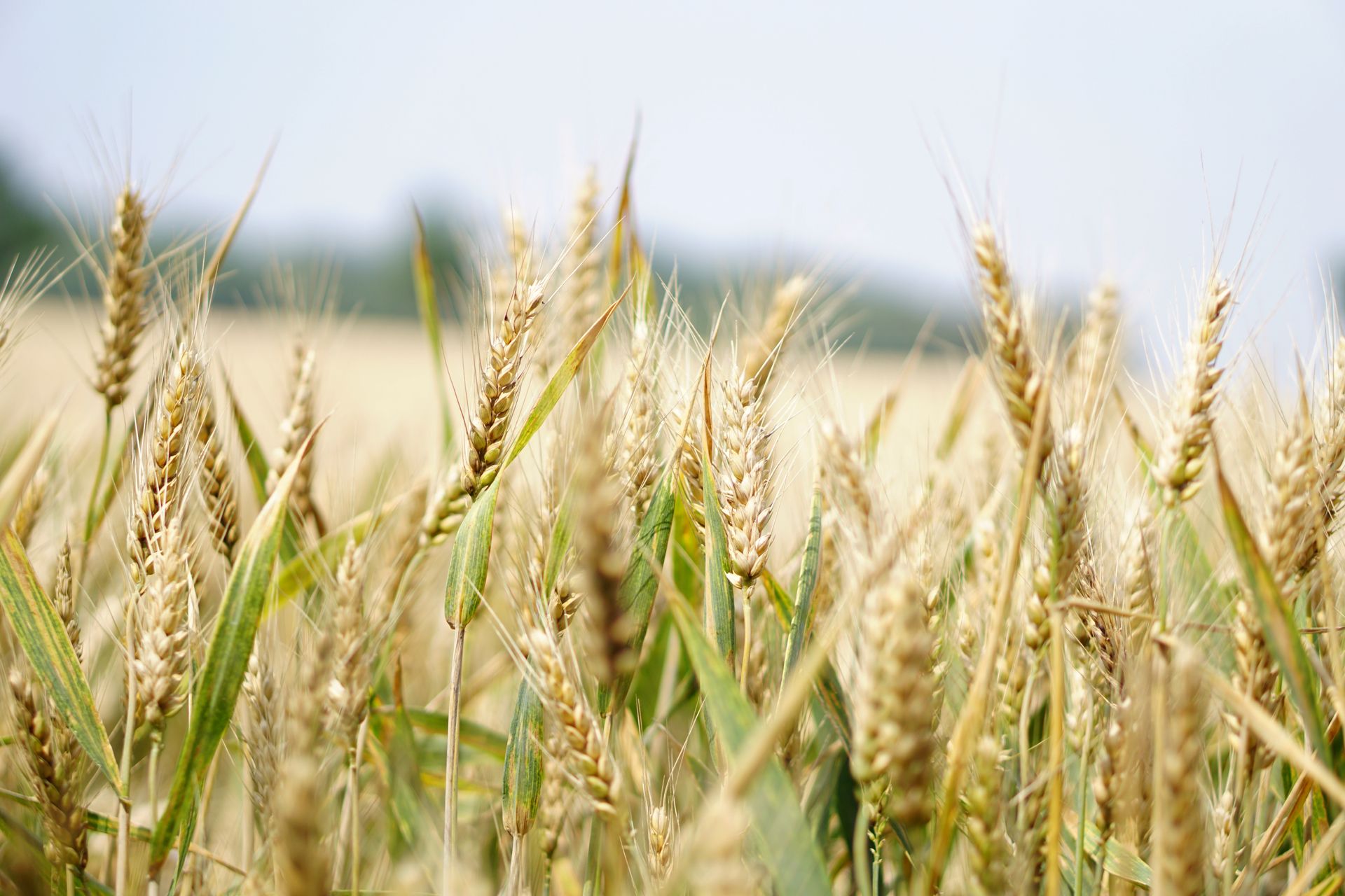 Campos de Castilla — meseta castellana, tierra de trigo y piedra