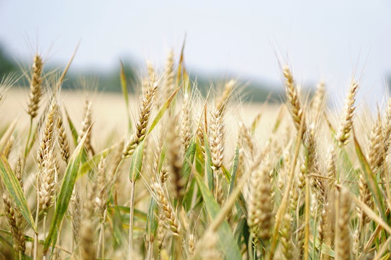 Golden wheat field at sunset with ripe grain ready for harvest