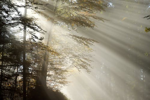 Kostenlos Foto Von Bäumen Im Wald Stock-Foto
