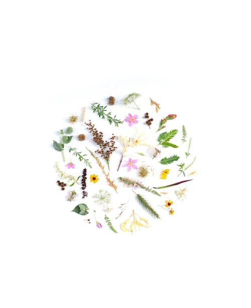 Безкоштовне стокове фото на тему «білий фон, білі шпалери, ботанічний»