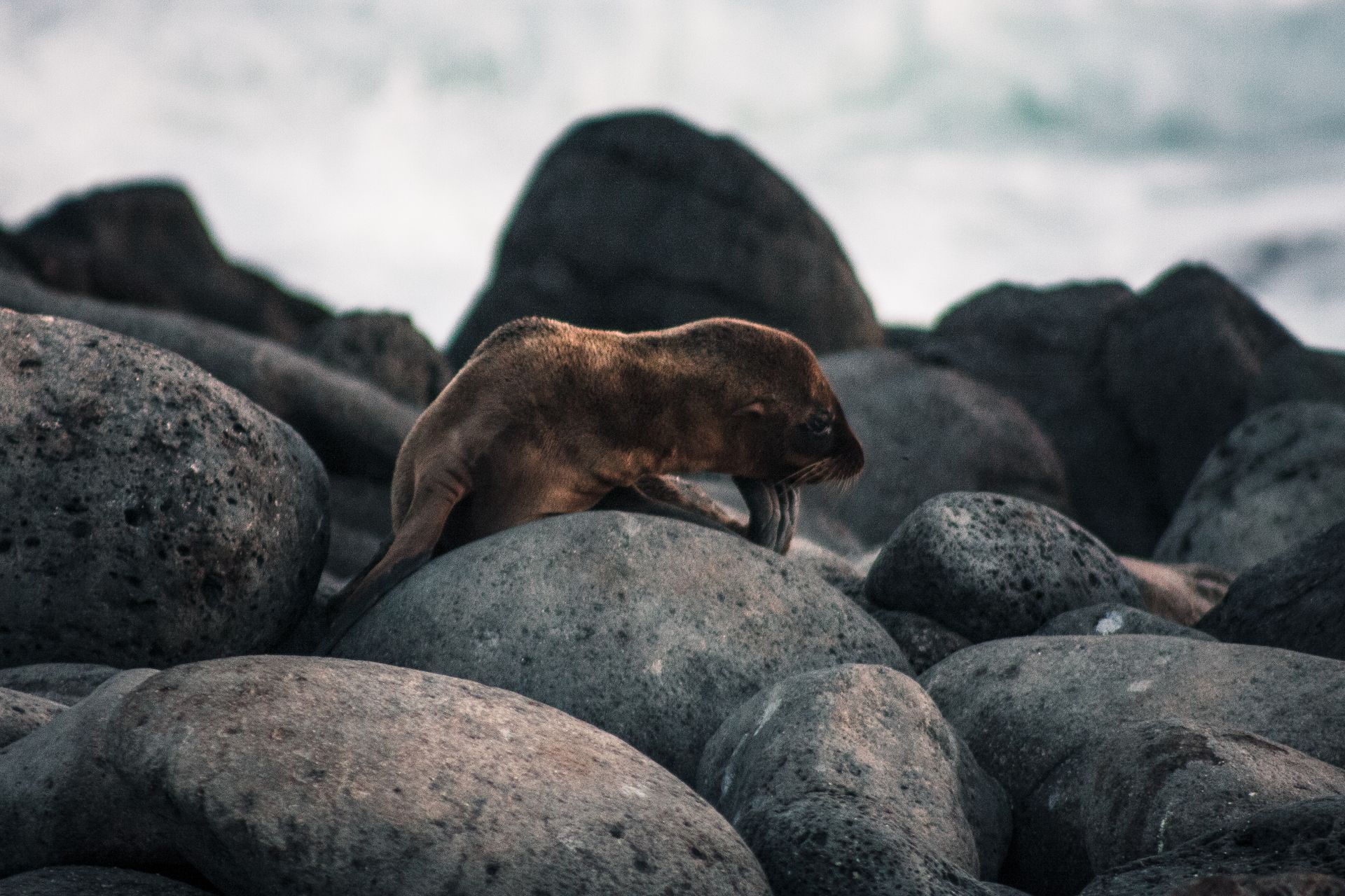 Galapagos Sea Lion Pup on Rocky Shore