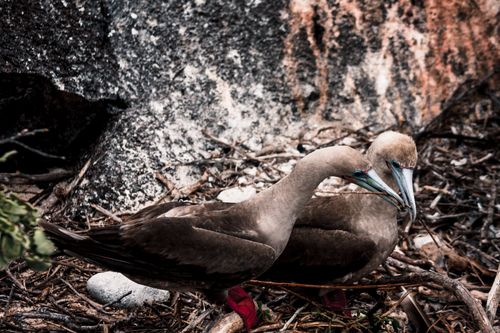 Free Two red-footed boobies nesting amidst the rocky terrain in a natural habitat. Stock Photo