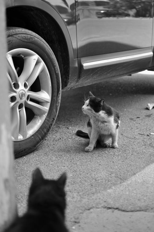 Free Black and white image of two cats near a parked car on the street, showcasing urban life. Stock Photo