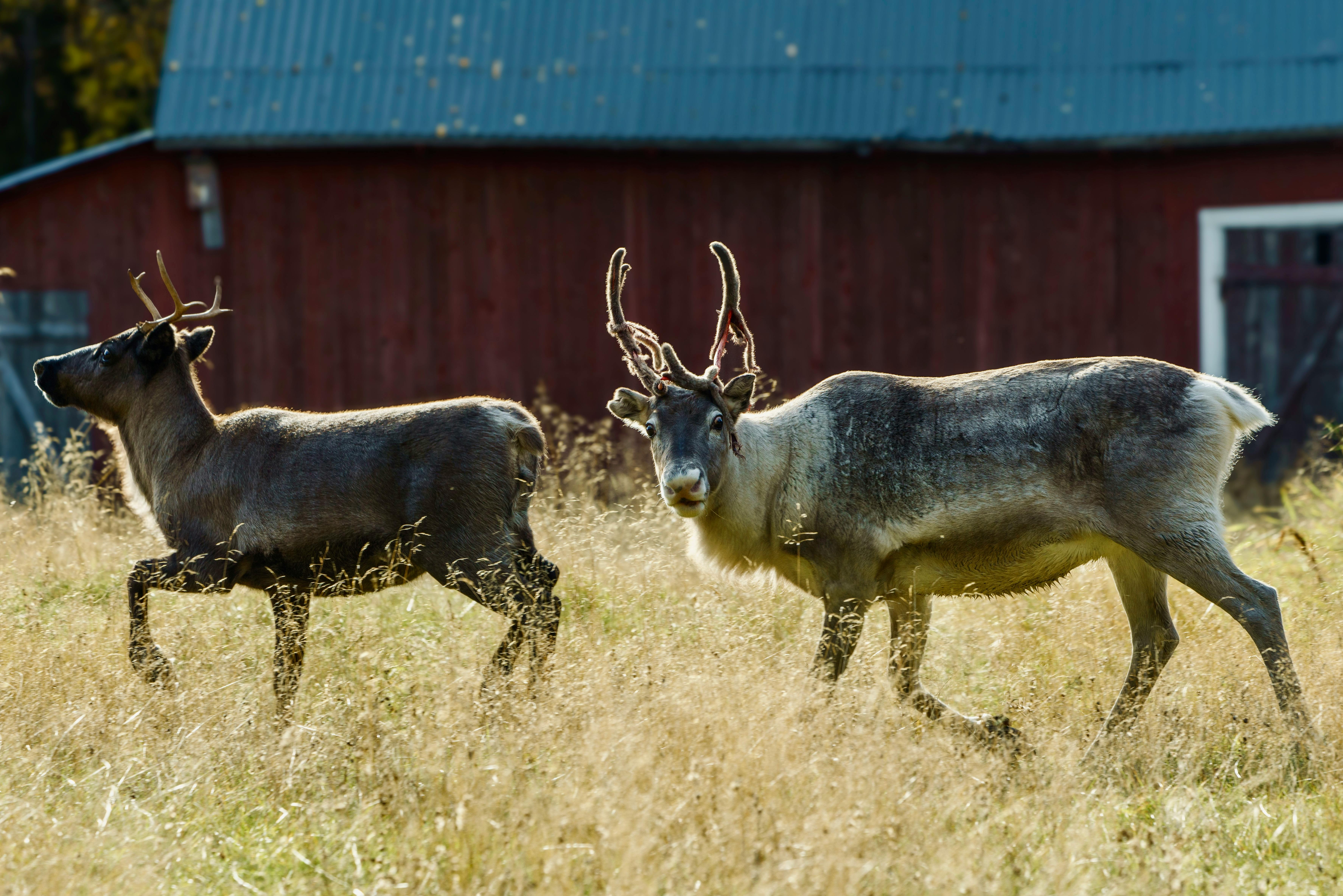 grátis Foto profissional grátis de agricultura, animais selvagens, animal Foto profissional