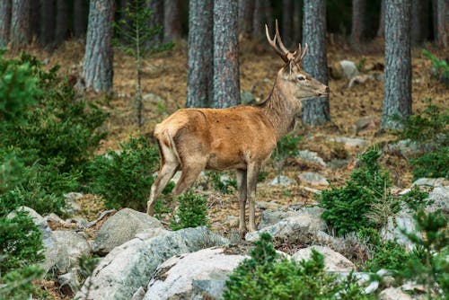 Free A deer standing on rocks in a forest Stock Photo