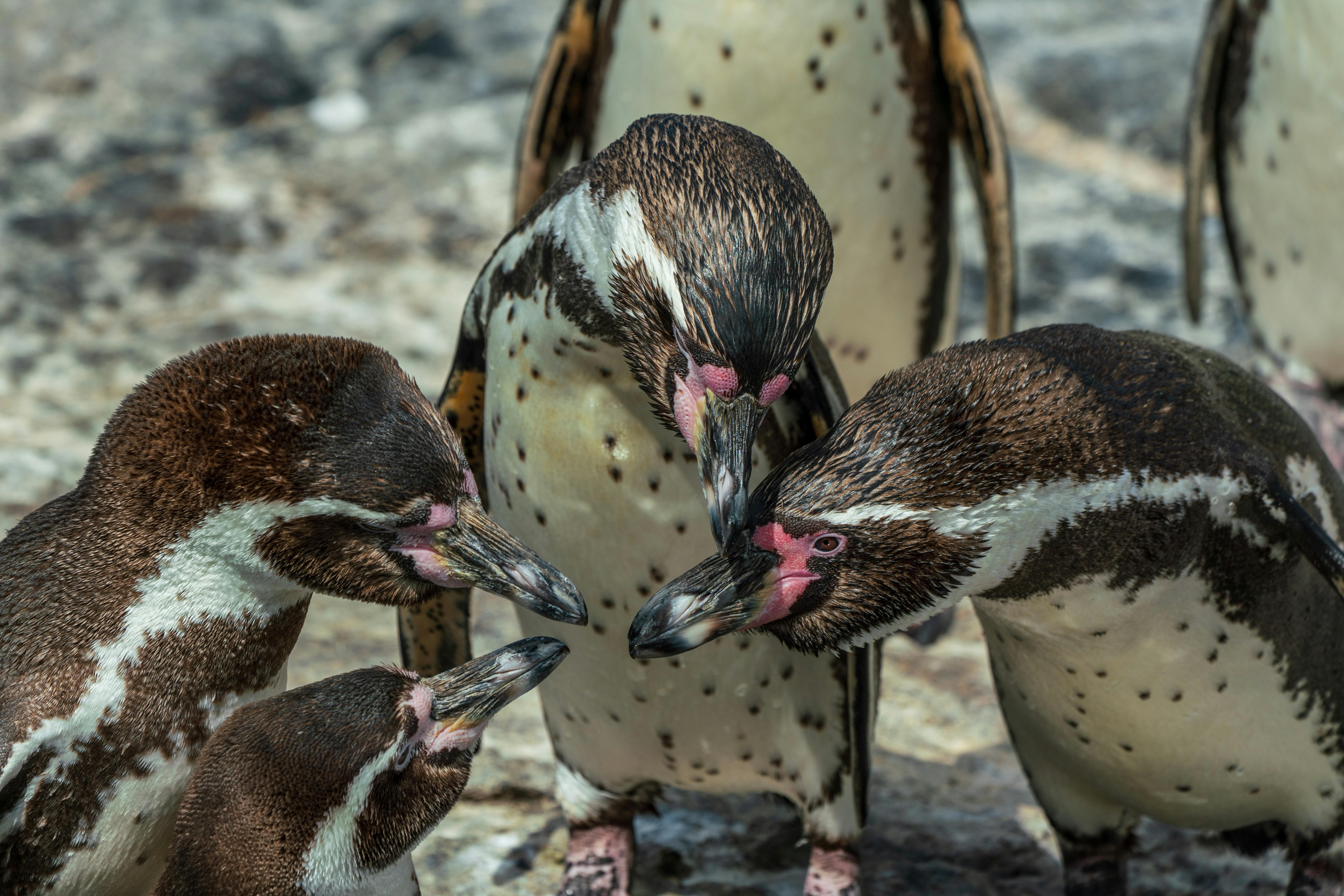 Adaptive Strategies for Sea Level Rise: Protecting Coastal Communities