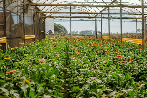 Fotobanka s bezplatnými fotkami na tému blahobyt, dedinský, farma