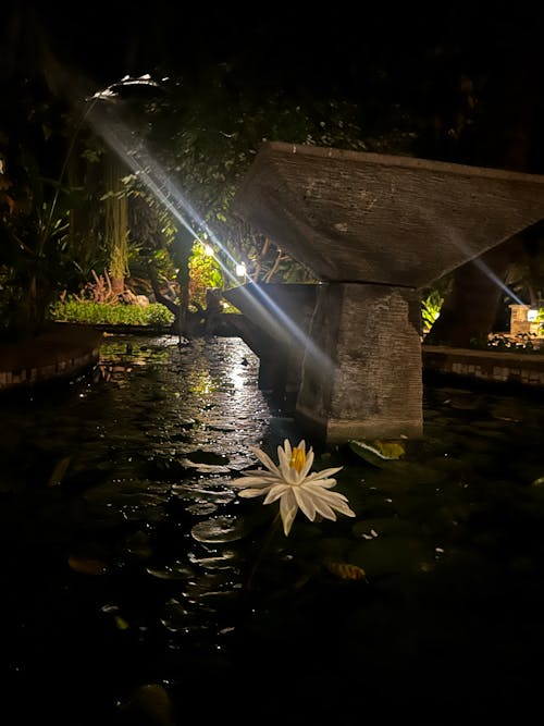 Foto profissional grátis de flor bonita, flores bonitas, flores desabrochando