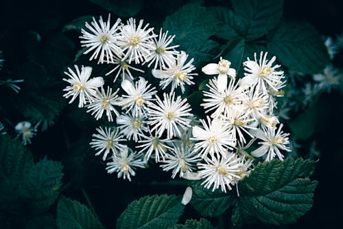 Безкоштовне стокове фото на тему «@outdoor, білий, білі квіти»