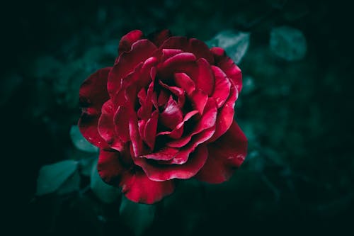 Darmowe zdjęcie z galerii z ciemne tło, ciemno czerwony, ciemnoczerwony kwiat