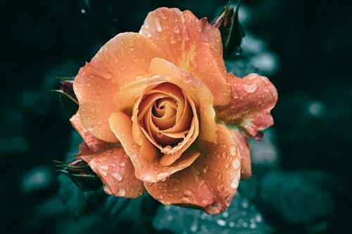 A close up of a garden orange and yellow rose flower in bloom with rain drops
