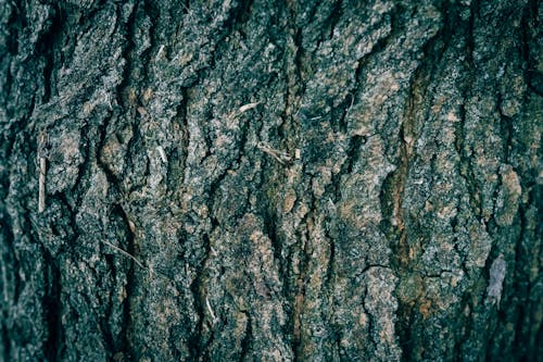 A close up of an old tree bark texture