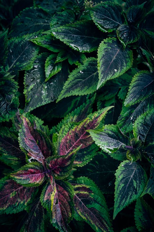 A close up of colorful green and purple Coleus leaves