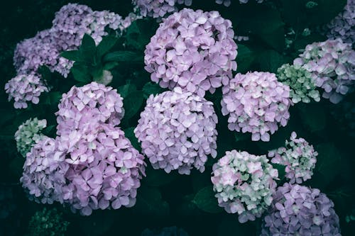 Purple pink Hydrangea flowers with green leaves