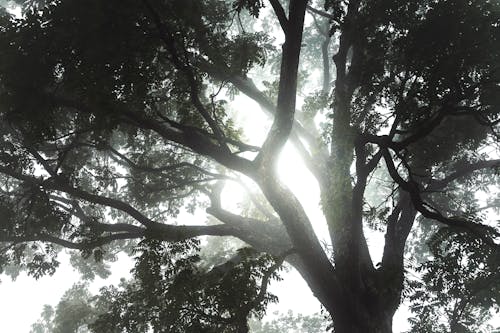 Fotos de stock gratuitas de amanecer temprano, árbol de otoño, árboles de otoño