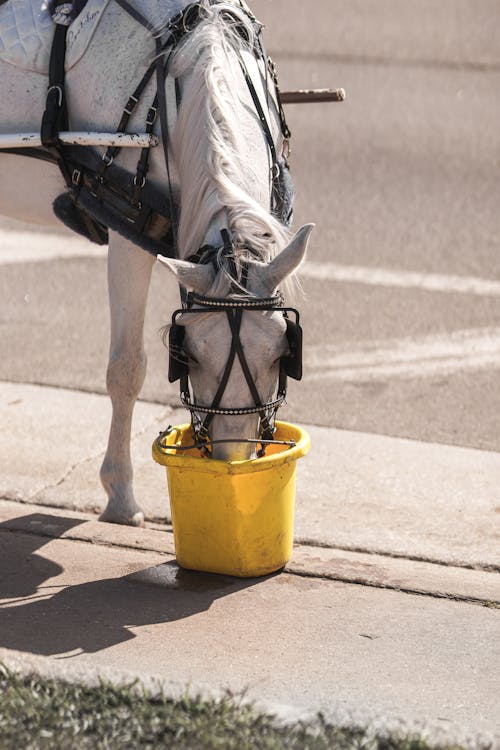 A horse drinking from a bucket on the street