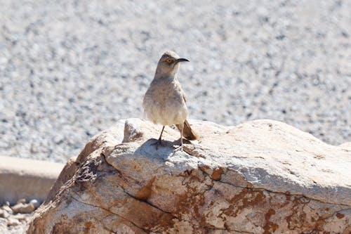 Kostnadsfri bild av arizona, bergen, fågel