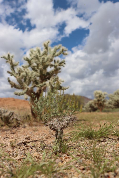 Kostnadsfri bild av arizona, bergen, cholla