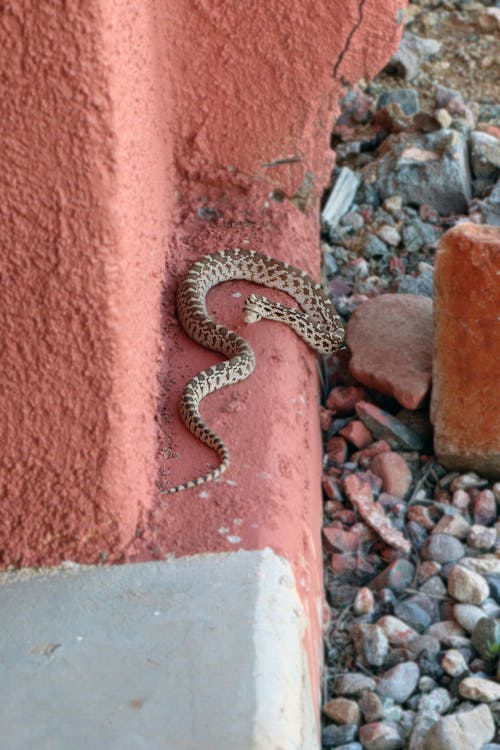 Kostnadsfri bild av arizona, brun orm, natur