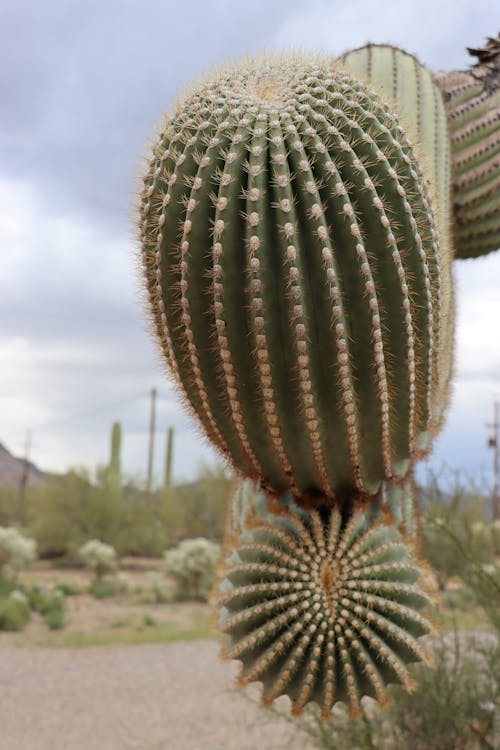 Kostnadsfri bild av arizona, bergen, cholla