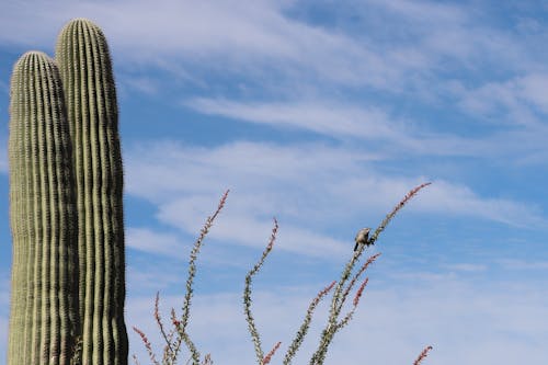 Kostnadsfri bild av arizona, bergen, cholla