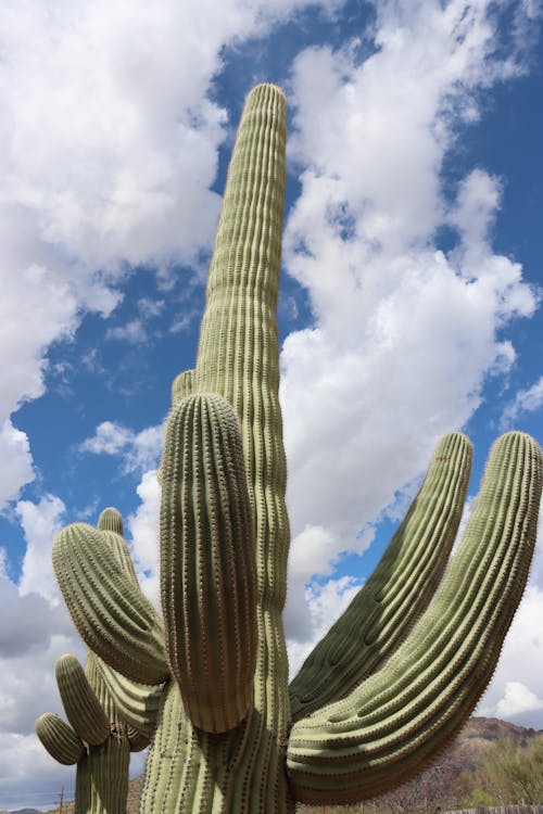 Kostnadsfri bild av arizona, bergen, blå himmel
