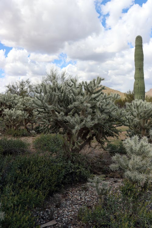 Kostnadsfri bild av arizona, bakgård, berg