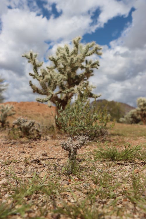 Kostnadsfri bild av arizona, bergen, cholla