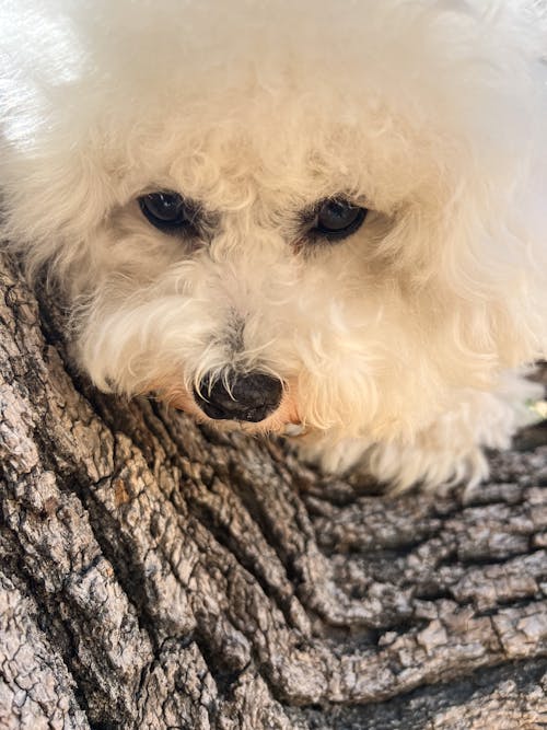 A white dog with a white face and white hair is looking up