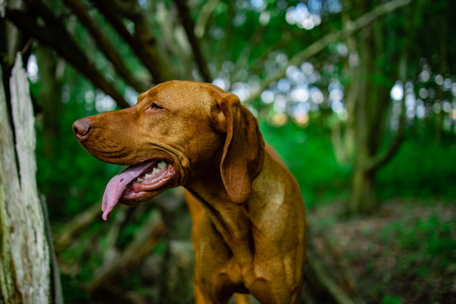 Close-up of a happy vizsla dog enjoying nature in a Belgian forest.