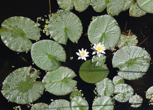 Základová fotografie zdarma na téma lotosový květ